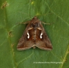 Macdunnoughia confusa   Dewick's Plusia 5 Copyright: Graham Ekins