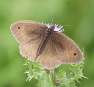 Meadow Brown (male) Copyright: Robert Smith