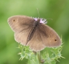 Meadow Brown (male) 