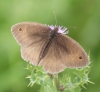 Meadow Brown (male) Copyright: Robert Smith