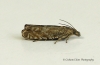 Dichrorampha plumbagana 3 Copyright: Graham Ekins