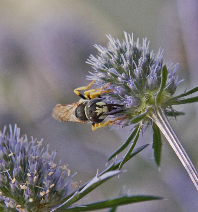 Philanthus triangulum 2 Copyright: Graham Ekins