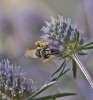 Philanthus triangulum 2 Copyright: Graham Ekins