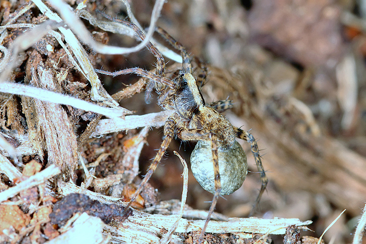 Pardosa  - female1 (8 May 2011) Copyright: Leslie Butler