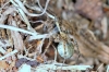 Pardosa  - female1 (8 May 2011) 
