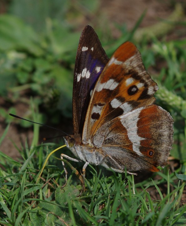 Purple Emperor Copyright: James Northfield