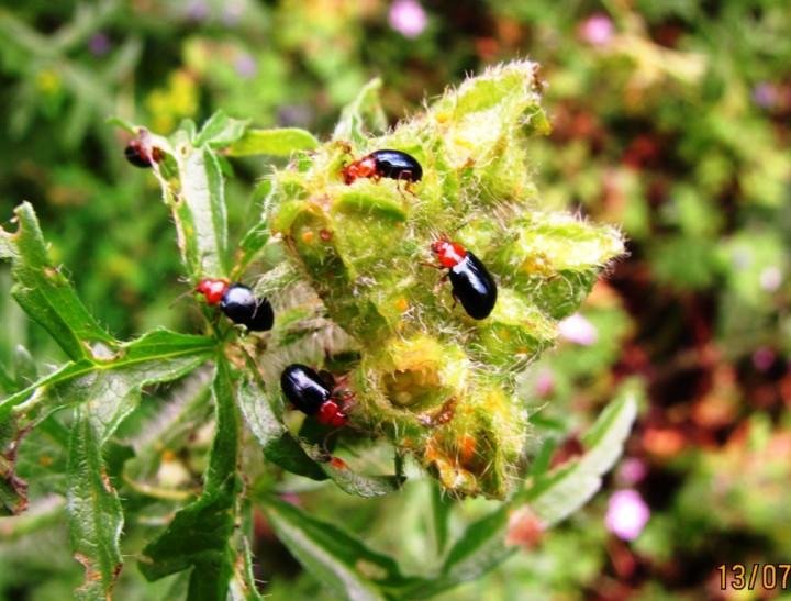 Unidentified Beetle Copyright: Graham Smith