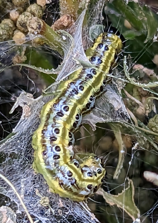 Box Tree Moth caterpillar Copyright: Peter Pearson