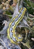 Box Tree Moth caterpillar 