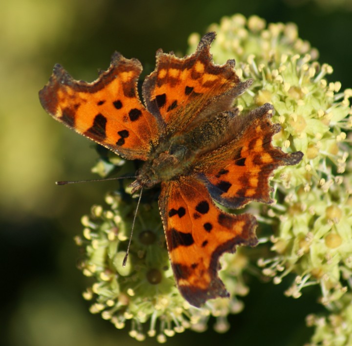 Comma (on ivy) Copyright: Robert Smith