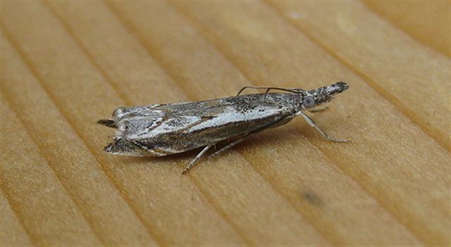 Platytes alpinella. Copyright: Stephen Rolls