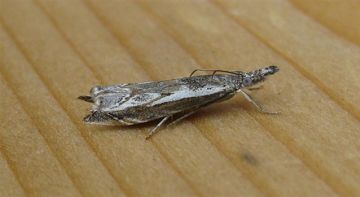 Platytes alpinella. Copyright: Stephen Rolls