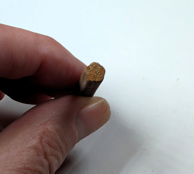 Chigwell fossil Crinoid stem section London Clay Copyright: Mike Daniels Collection