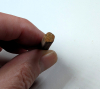 Chigwell fossil Crinoid stem section London Clay 