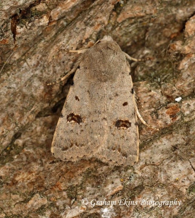 Caradrina kadenii Clancy's Rustic 2 Copyright: Graham Ekins