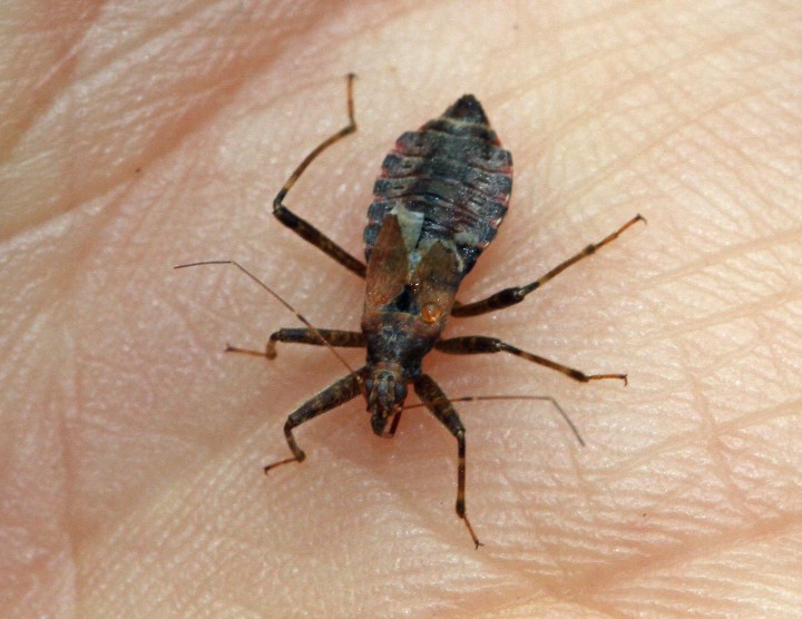 Himacerus mirmicoides  (Ant Damsel Bug) Copyright: Graham Ekins