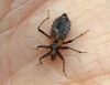 Himacerus mirmicoides  (Ant Damsel Bug) 