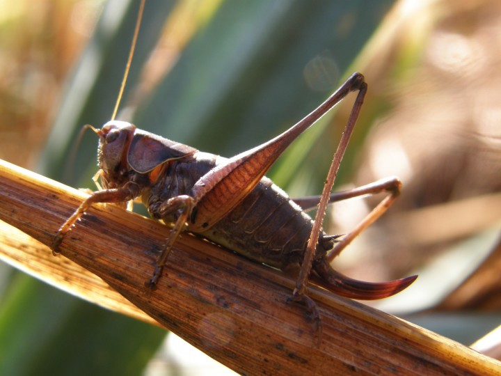 Dark Bush-cricket female Copyright: Sue Grayston