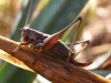 Dark Bush-cricket female 