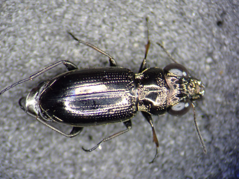 Notiophilus palustris Copyright: Adrian Knowles