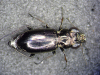 Notiophilus palustris