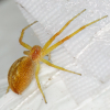 Philodromus rufus 09-07-2023