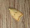 Acleris forsskaleana