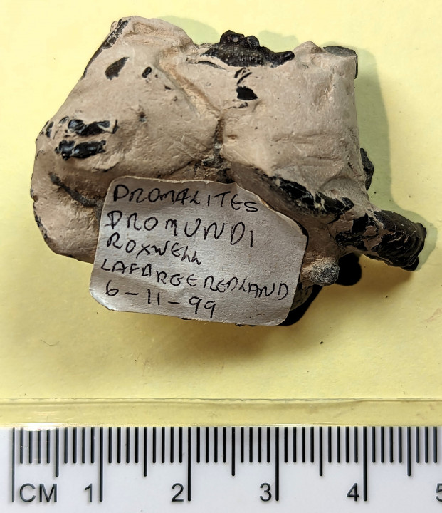 Domilites fossil crab Copyright: William George