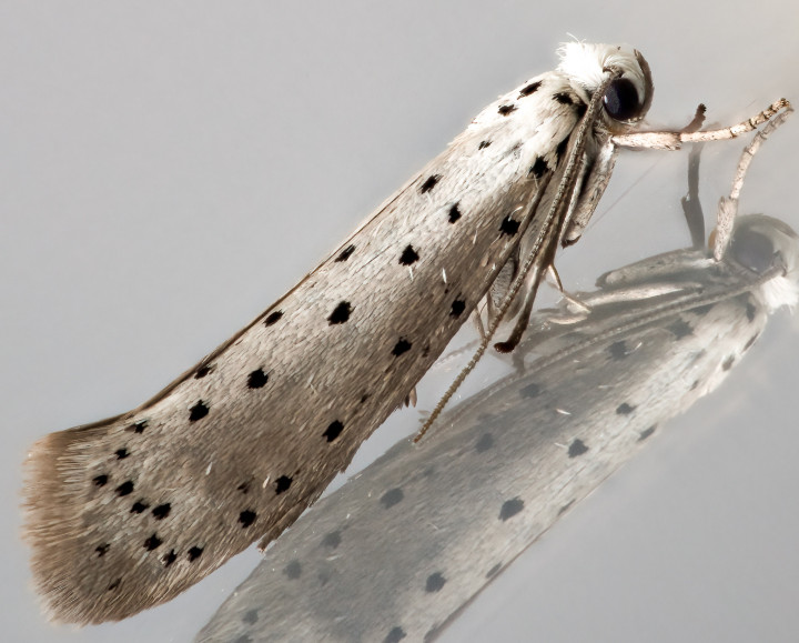 Willow Ermine 12-07-2023 Copyright: Bill Crooks