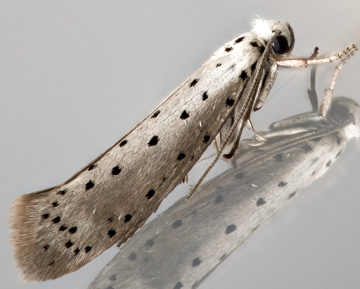 Willow Ermine 12-07-2023 Copyright: Bill Crooks