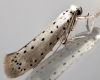 Willow Ermine 12-07-2023