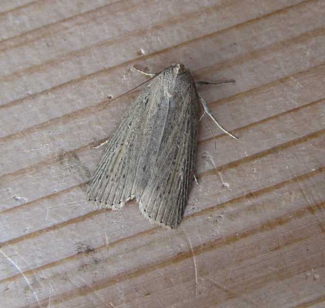 Silky Wainscot Copyright: Stephen Rolls