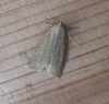 Silky Wainscot