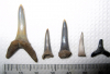 Sharks teeth from Eocene of Wrabness Essex 