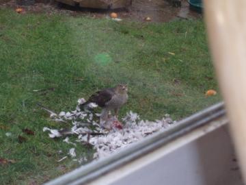 Sparrow Hawk Copyright: Grant Maton