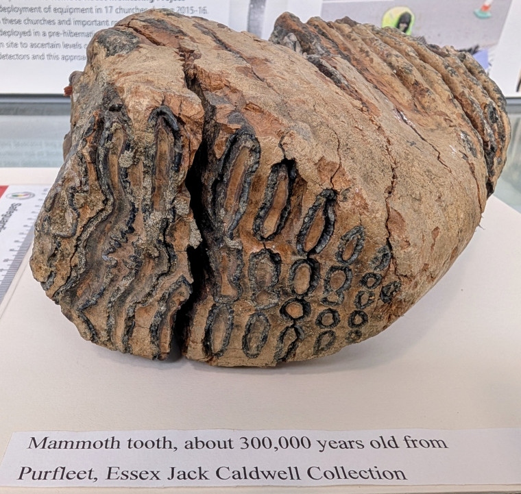 Purfleet Mammoth Tooth 1 300 000 years old Copyright: Jack Caldwell Collection