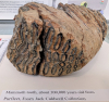 Purfleet Mammoth Tooth 1 300 000 years old 