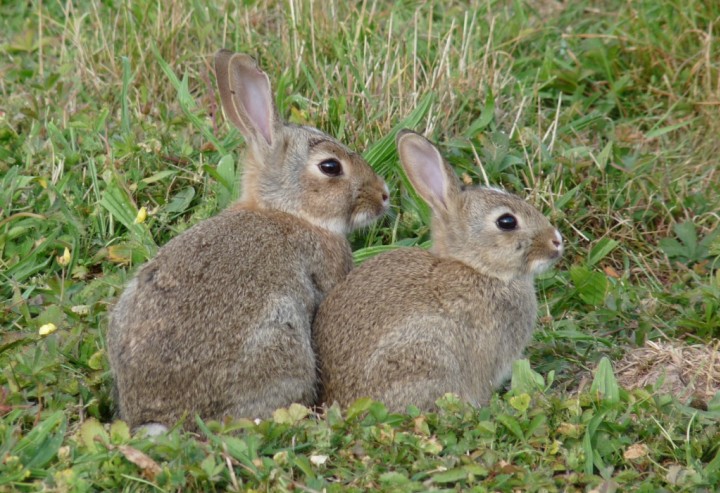 rabbits Copyright: John Dobson