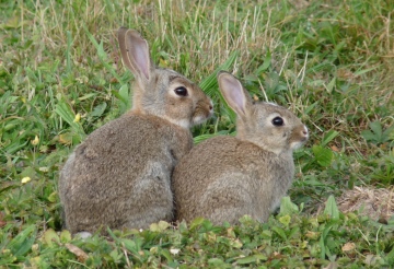 rabbits Copyright: John Dobson