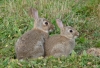 rabbits Copyright: John Dobson