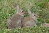 Rabbits Copyright: John Dobson