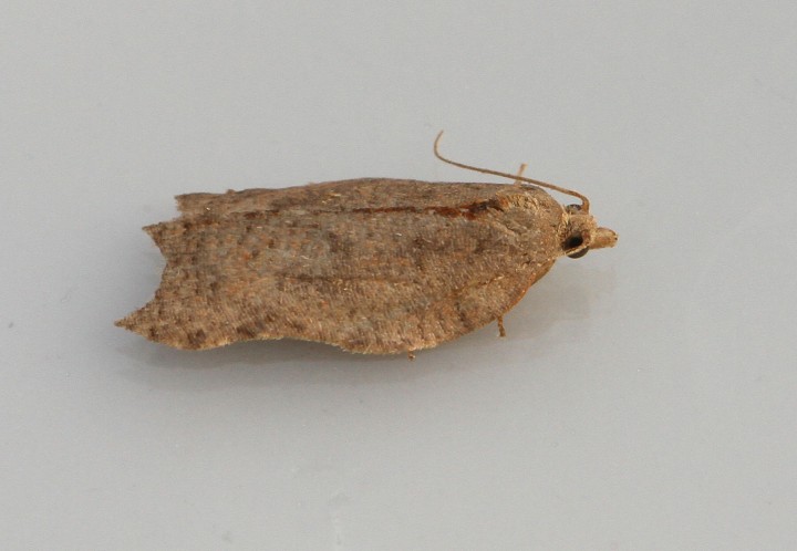 Acleris emargana 4 Copyright: Graham Ekins