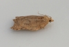 Acleris emargana 4