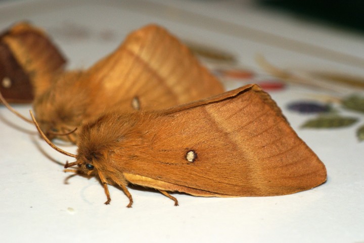 Oak Eggar female Copyright: Ben Sale