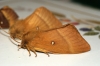 Oak Eggar female Copyright: Ben Sale