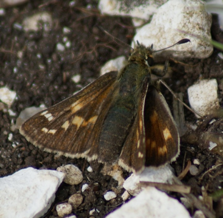 Silver-spotted Skipper Copyright: Robert Smith