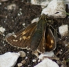 Silver-spotted Skipper 