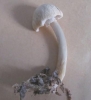 Agrocybe rivulosa 3 