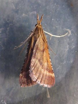 Synaphe punctalis 2 Copyright: Stephen Rolls