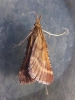 Synaphe punctalis 2